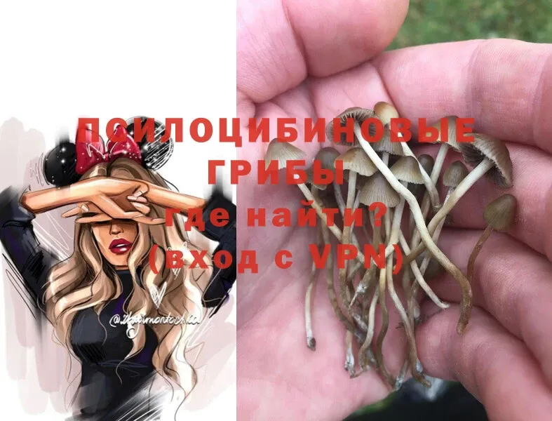 как найти   Межгорье  даркнет как зайти  Псилоцибиновые грибы Psilocybe 